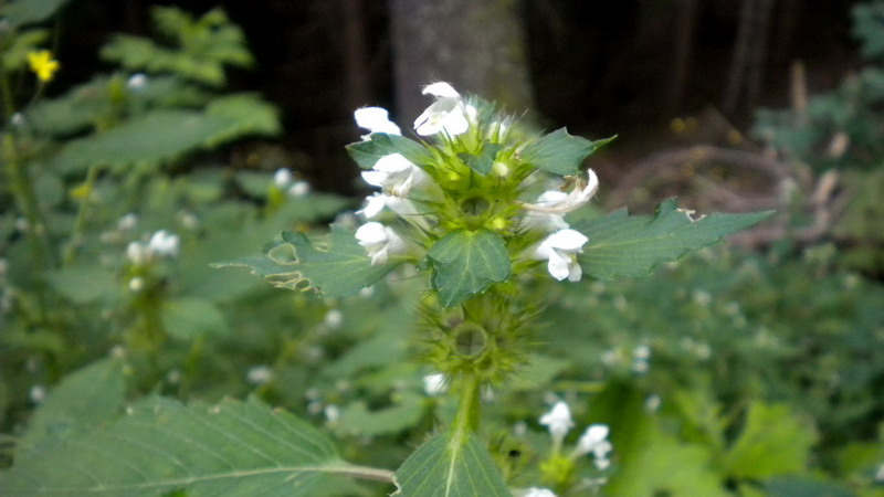 Labiata - Galeopsis cfr.speciosa